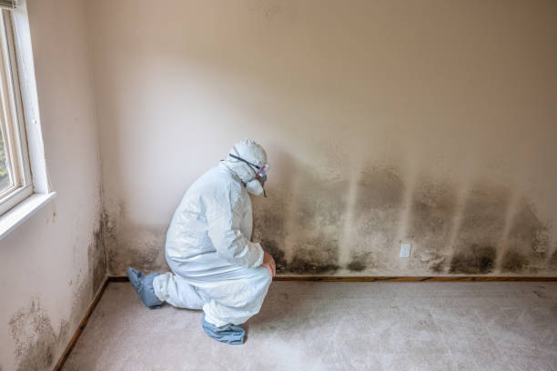 Bent Creek, NC Mold Prevention & Removal  Company